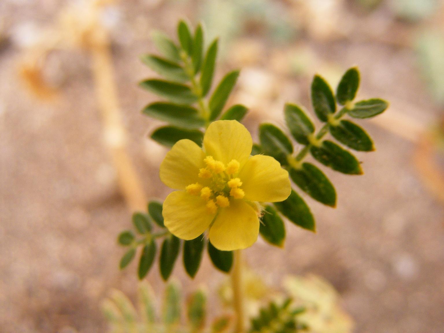 Tribulus terrestris / Tribolo